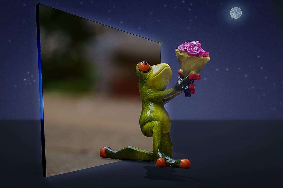 manipulation, frog, i beg your pardon, proposal, excuse me, flowers, full moon, stars, representation, flower