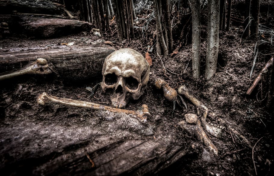 human, skull, brown, soil, skull and bones, forest, bones, skeleton, head, death