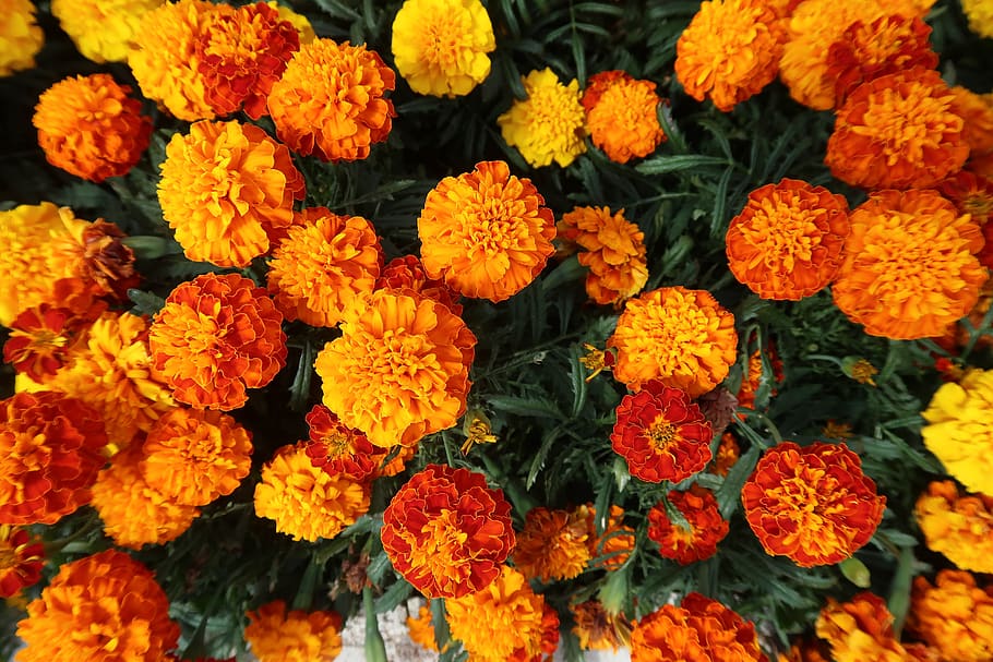 marigold, flowers, garden, french marigold, bloom, orange marigold, nature, flora, flowering plant, flower