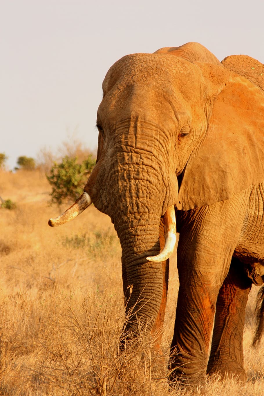 Gajah, hewan, keluarga, liar, binatang menyusui, safari, afrika, perjalanan, kenya, petualangan