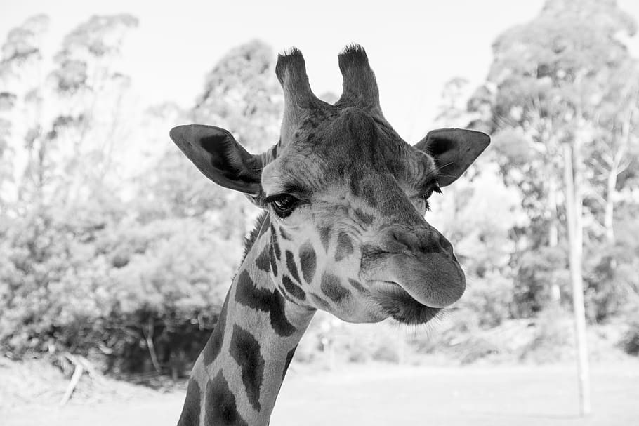 girafa, jardim zoológico, áfrica, mamífero, animais selvagens, safari, bonitinho, natureza, desenho animado, pescoço