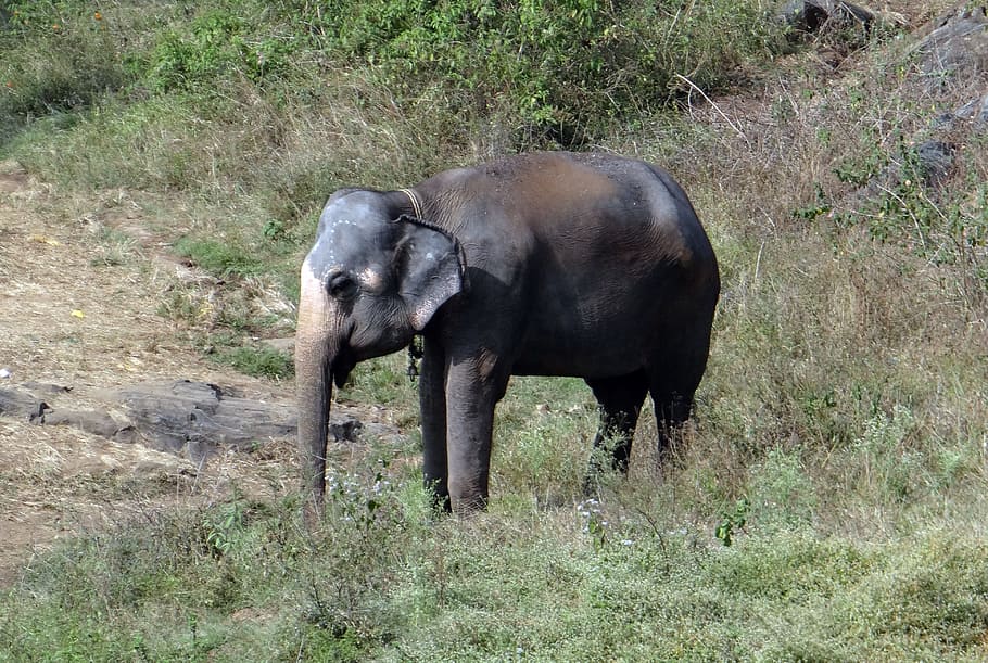Elefante, domesticado, indio, animal, paquidermo, jumbo, mudumalai, parque nacional, bosque, tamilnadu