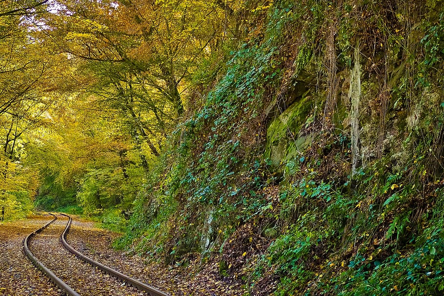 ferrocarril, rodeado, árboles, otoño, naturaleza, paisaje, bosque, farbenspiel, hojas, follaje de otoño