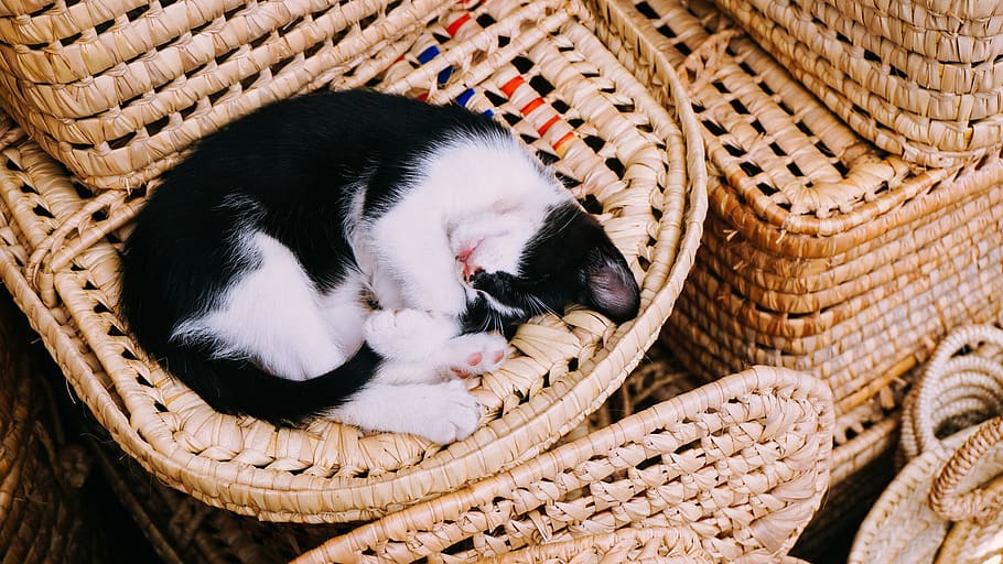 cat, kitten, sleep, pet, animal, basket, domestic, domestic animals, pets, animal themes