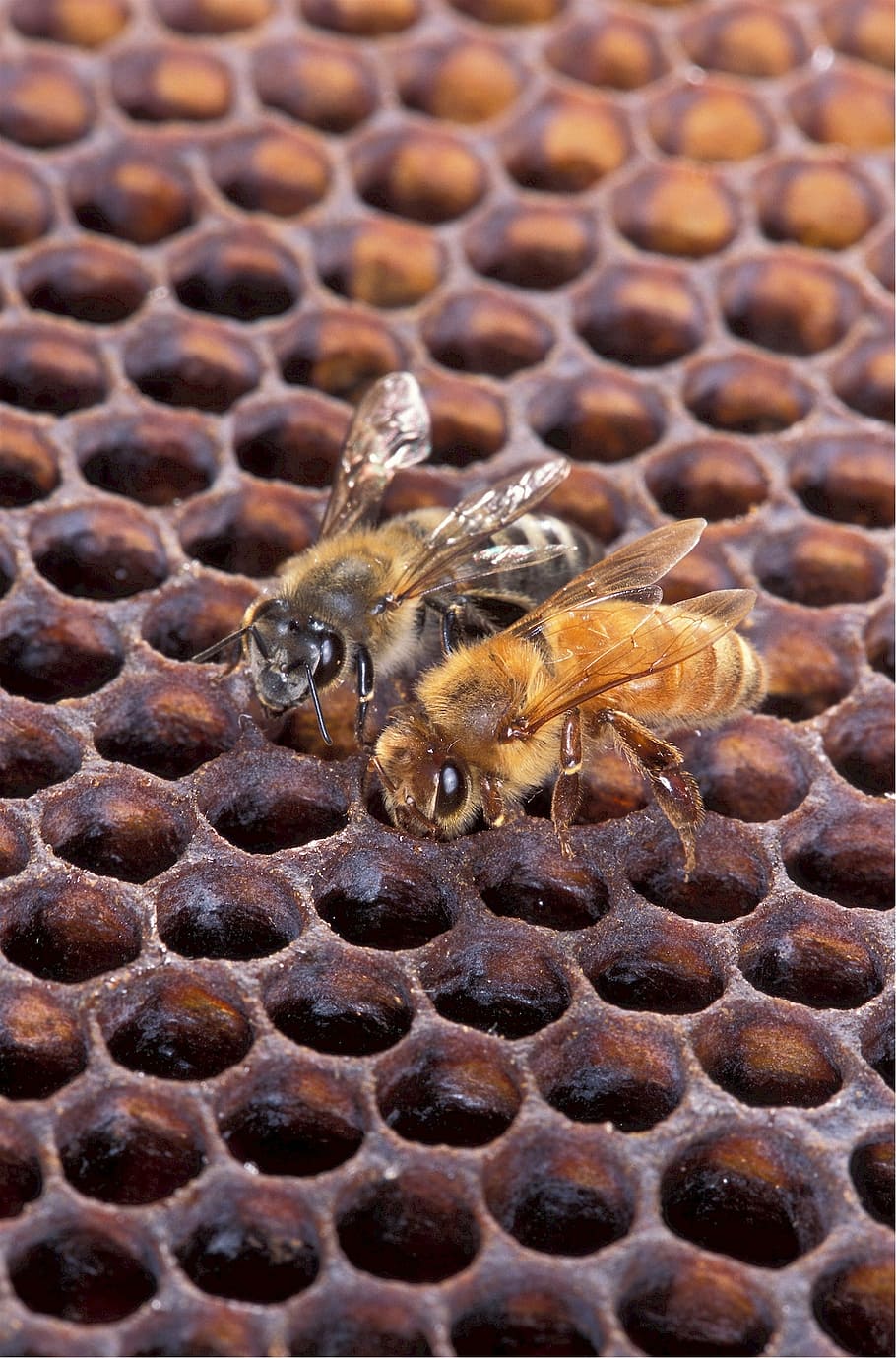 dua, lebah madu coklat-dan-hitam, lebah madu, afrika, eropa, lebah, madu, sarang lebah, serangga, penyerbukan