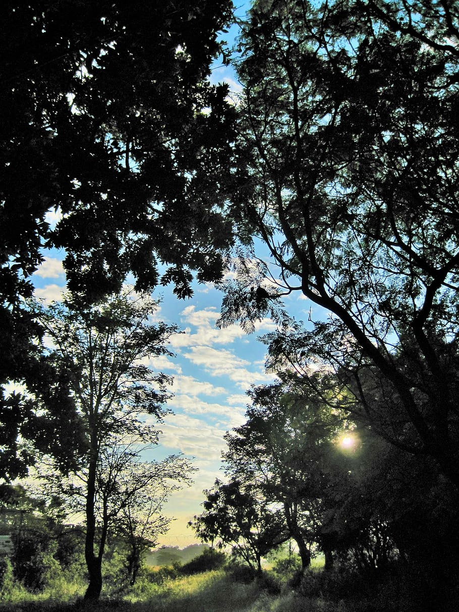 sunrise, sun, rising, bright, sky, blue, trees, secluded, veld, tree