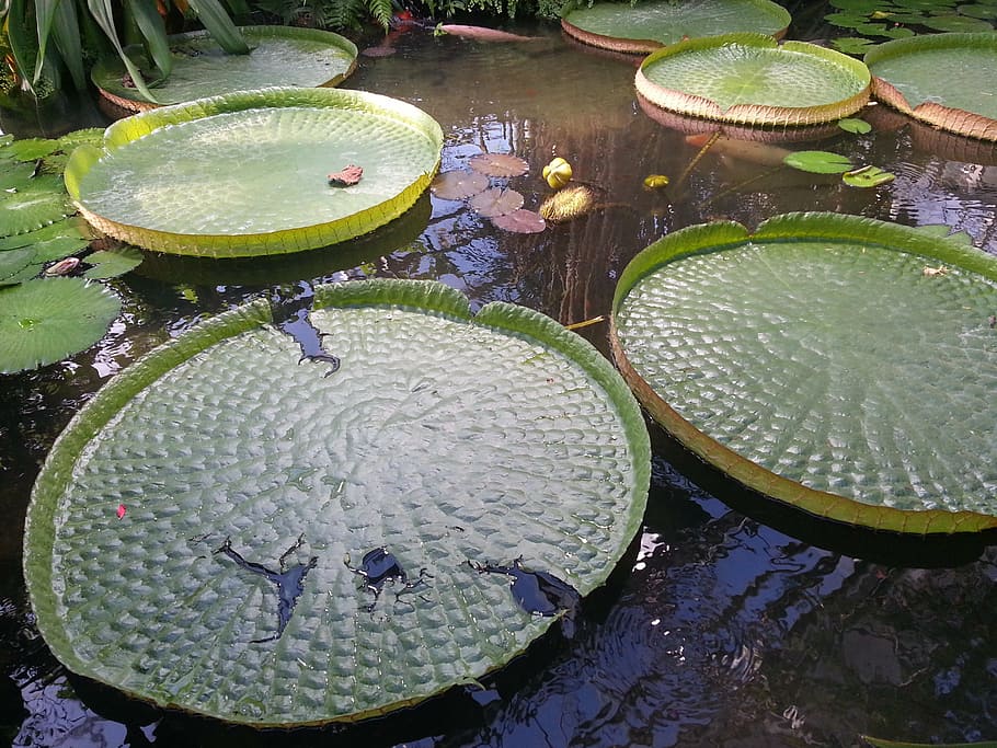 water lily, giant water lily, pond, pond plant, garden, tropical, exceptional, garden pond, nature, water