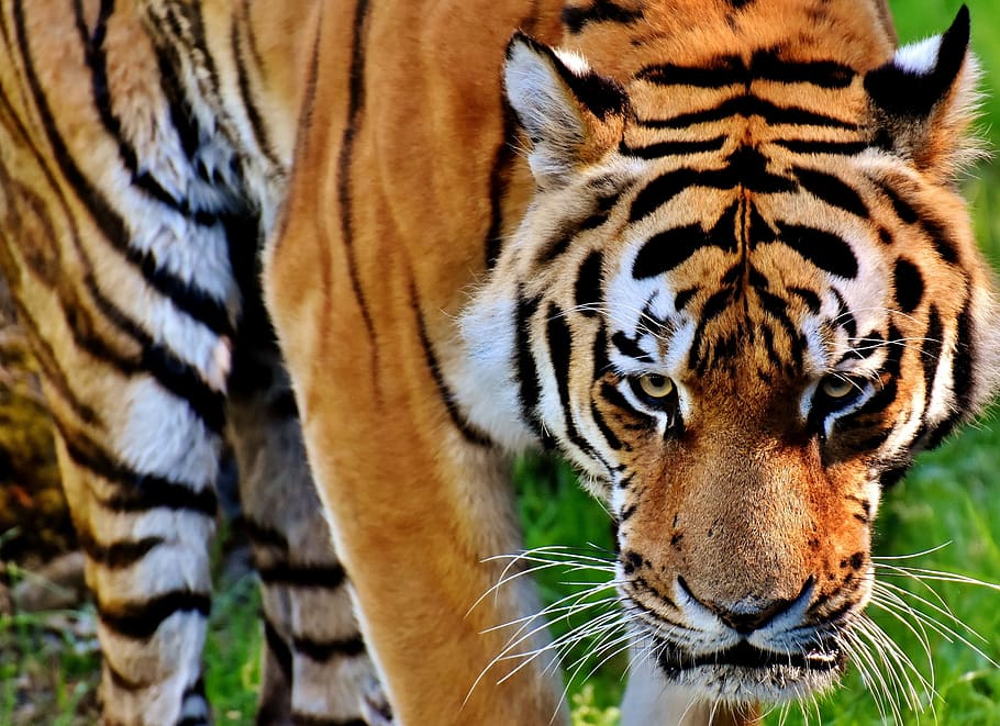 standing, grass, closeup, Tiger, Predator, Fur, Beautiful, dangerous, cat, wildlife photography