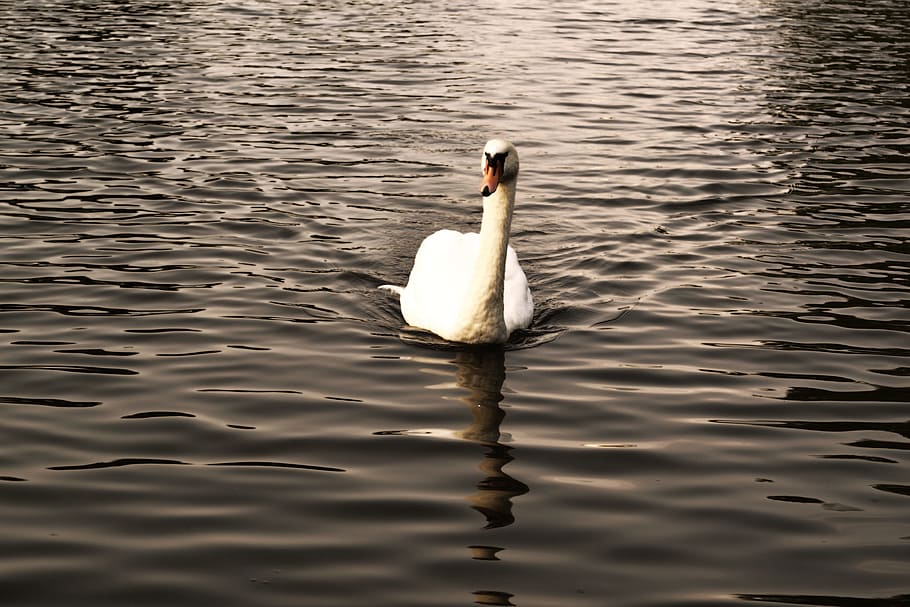 swan, pond, lake, water, nature, bird, white swan, waters, spring, animal