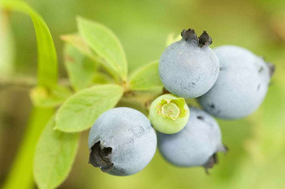 wild, ripened, cluster, fruit, blueberries, fruits, plants, flora, food and drink, food