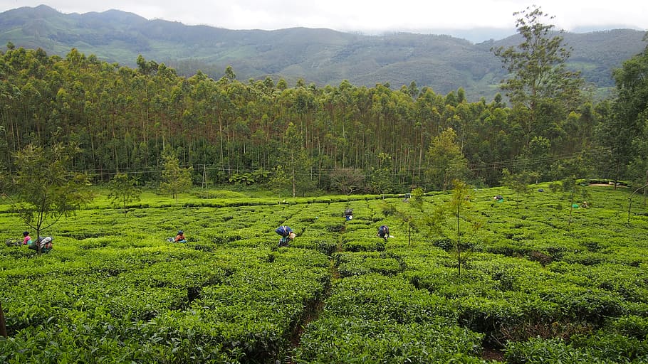 Tea Plantation, India, Munnar, tea, green, agriculture, kerala, harvest, nature, rural Scene