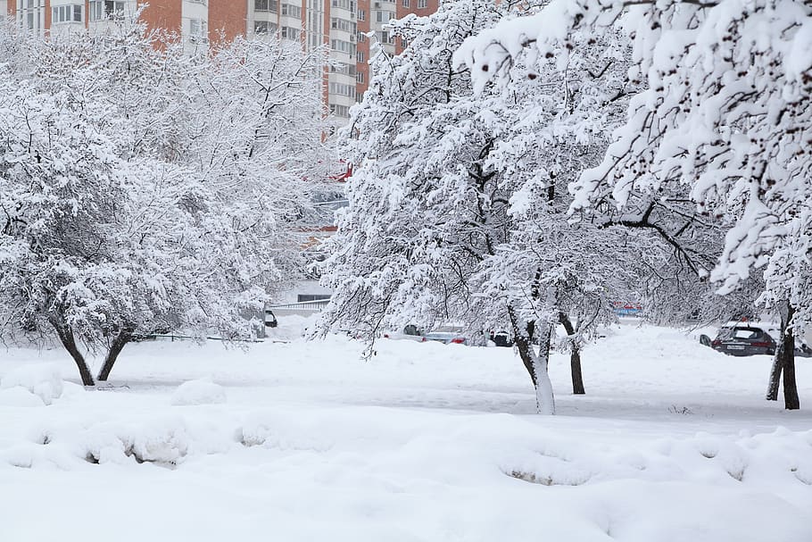 inverno russo, neve branca, árvores cobertas de neve, Moscou, clima frio, queda de neve, nevascas, natureza, gélido, polar