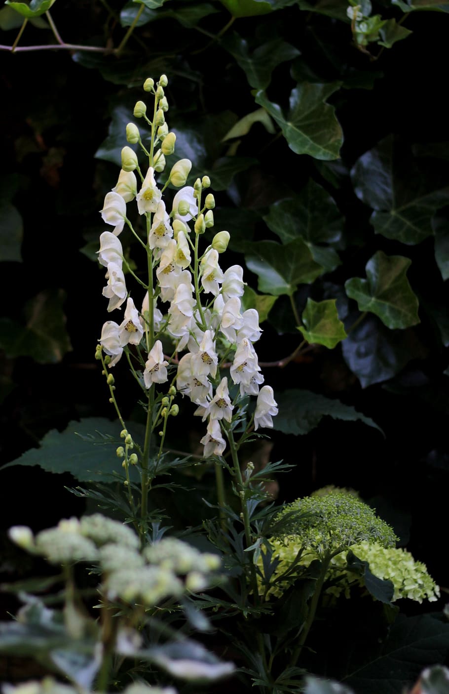 aconitum napellus album, aconite, putih, beracun, tanaman, taman, cerah, bunga, menanam, pertumbuhan