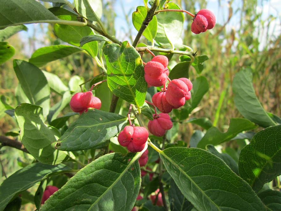 euonymus europaeus, spindle, european spindle, common spindle, tree, fruit, red, branch, bush, shrub