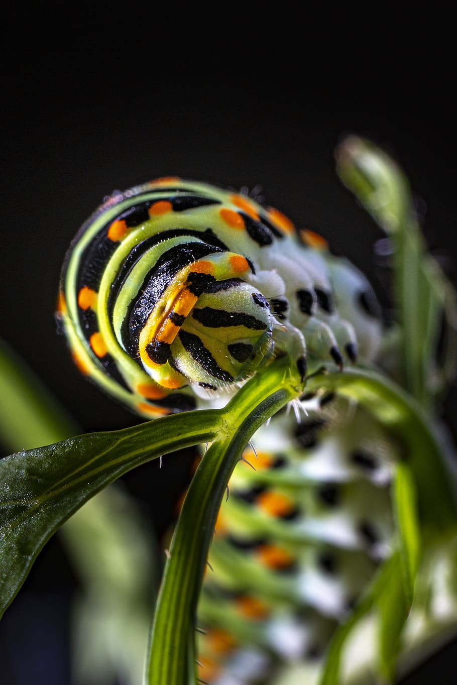 swallowtail caterpillar, caterpillar, butterfly, garden, close-up, beauty in nature, plant, flower, nature, flowering plant