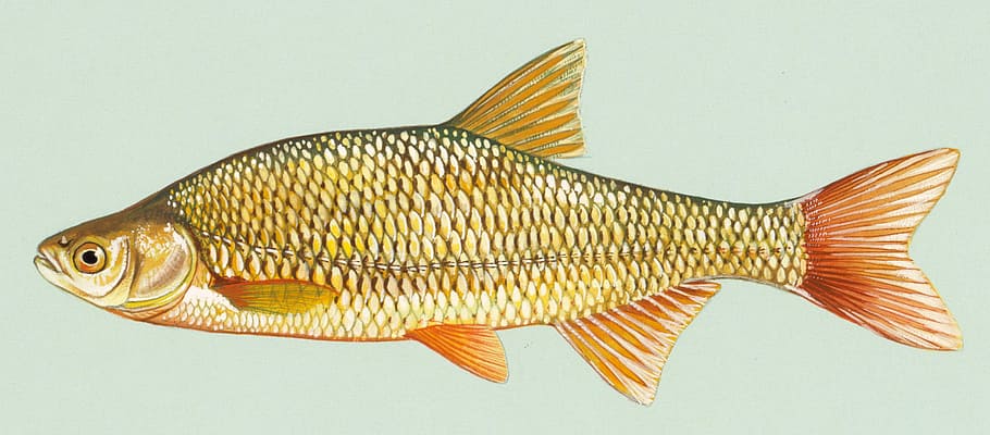 dorado, brillante, -, Golden Shiner, Notemigonus crysoleucas, cebo, dibujo, pescado, dominio público, animal