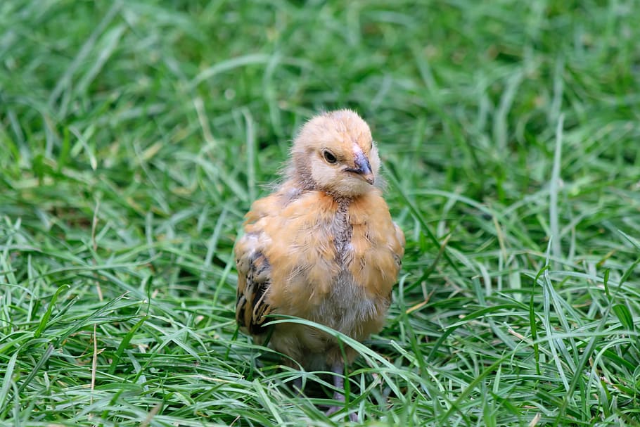 chicks, young animal, cute, fluff, small, young bird, chick, animal, hatch, yellow