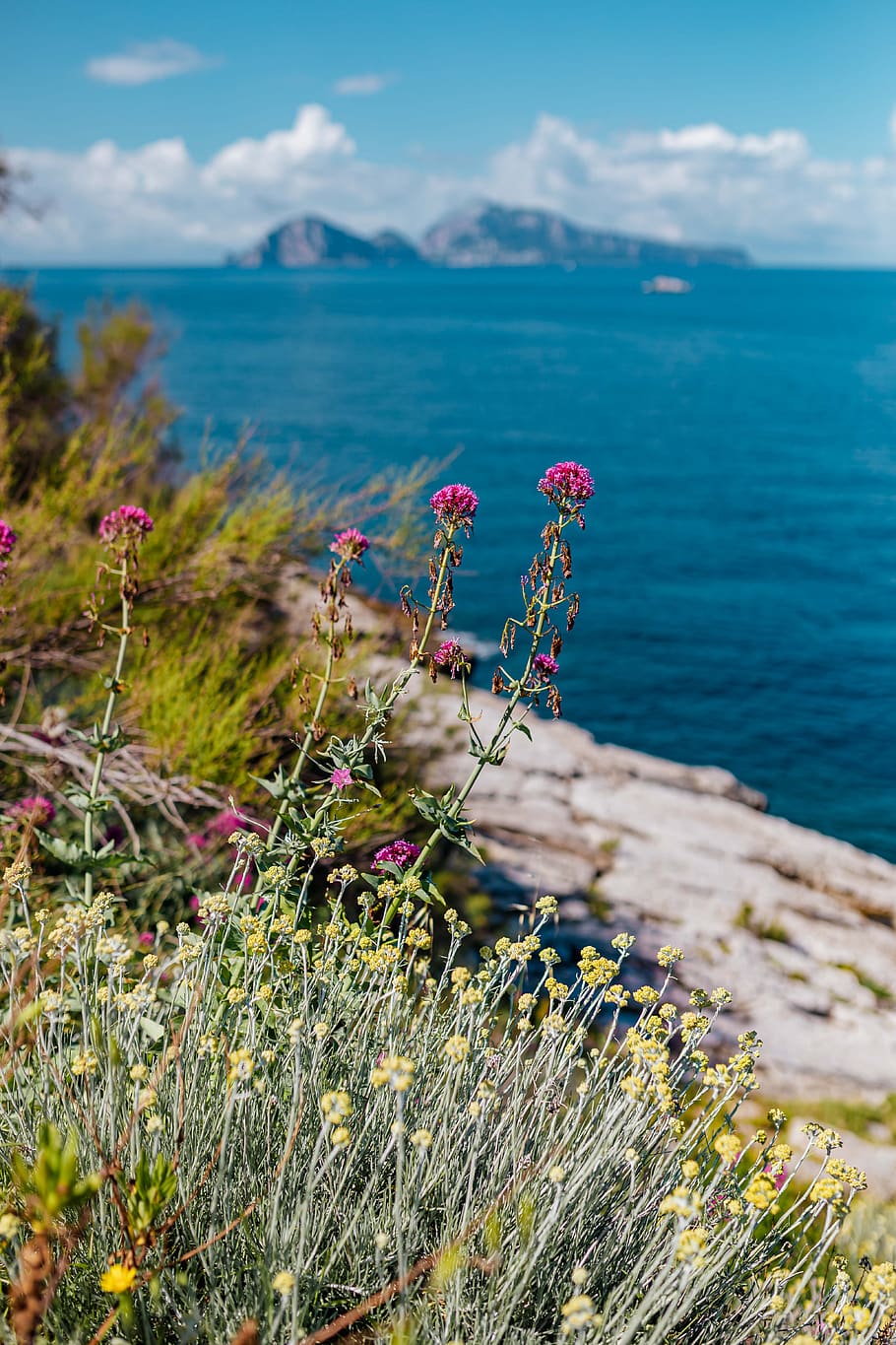 bunga liar, bunga, italia, campania, flora, liar, amalfi, pantai, keindahan di alam, menanam