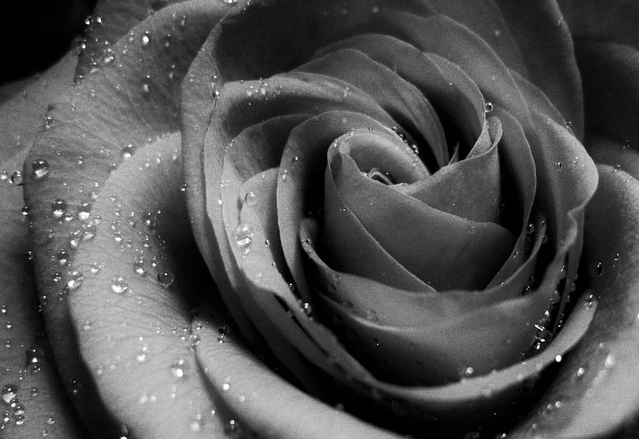 grayscale, macro photography, flower, rose and drops of water, black and white, rosenblüte in black and white, rose, blossom, bloom, last greeting