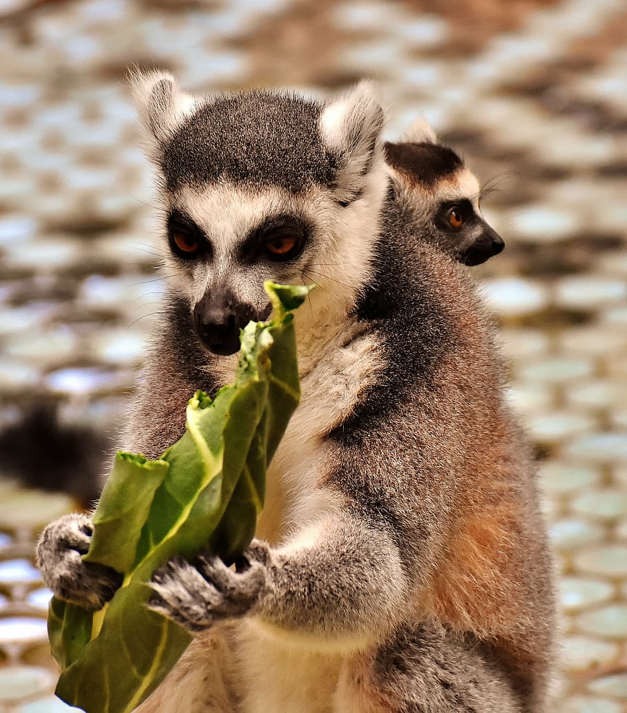 monkey, lemur, eat, mother, child, cute, zoo, äffchen, sweet, animal