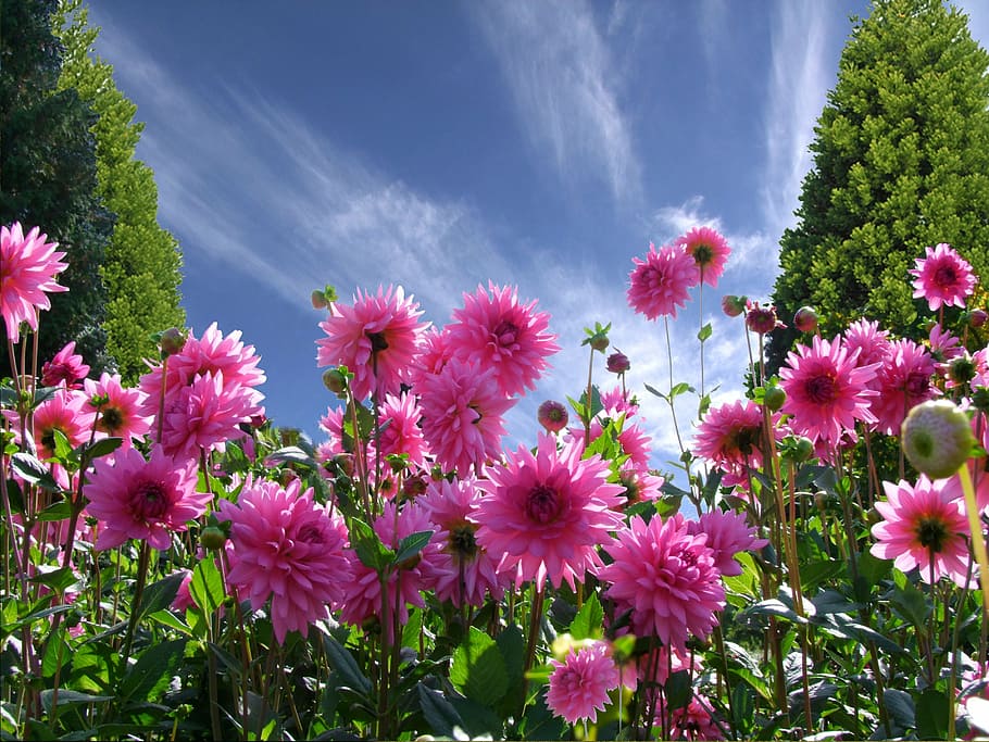 worms eye photography, pink, flowers, daytime, a beautiful day, good mood, joy, dahlias, window, summer