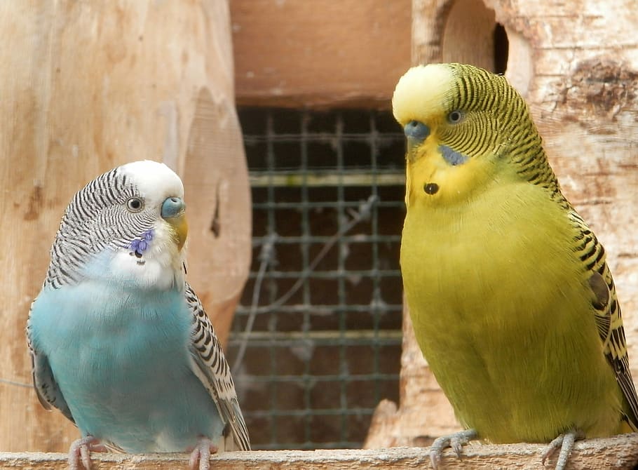 Parakeet, Parrots, Nature, Animals, birds, nest, parakeet corrugated, colored, yellow, green