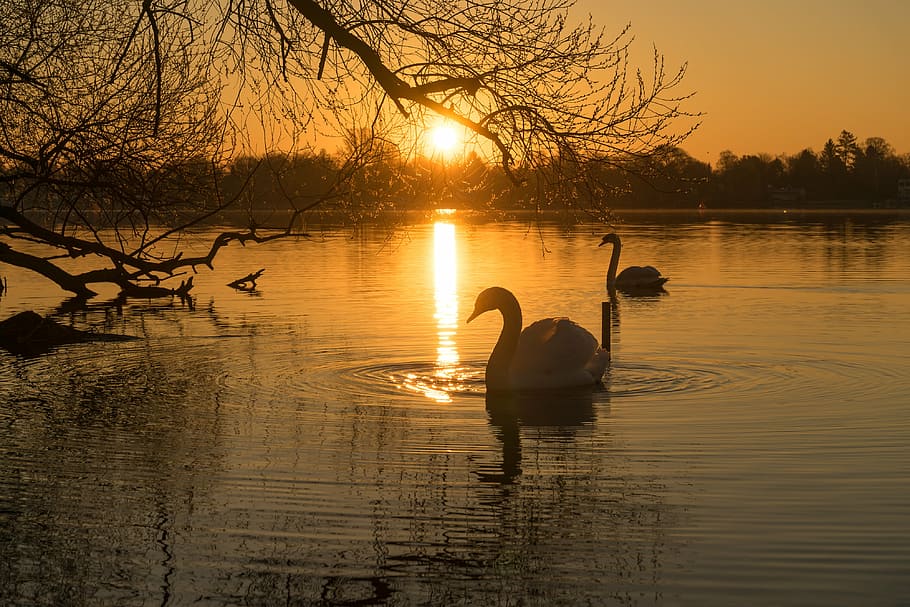 two white swans, swan, water, lake, water bird, bird, white, white swan, back light, sparkle
