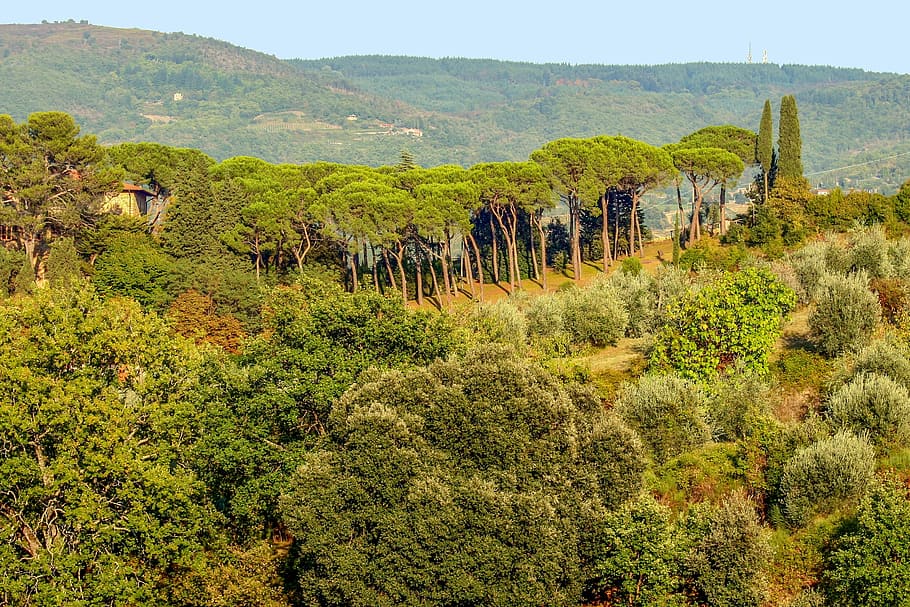 Tuscany, Italy, Landscape, Chianti, toscana, nature, vineyard, tree, scenics, grape