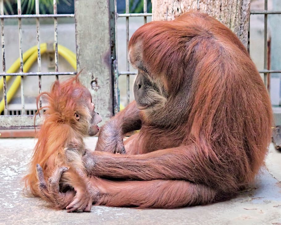 orangutan, mother, cub, animal, mammal, monkey, primate, education, zoo, animal themes