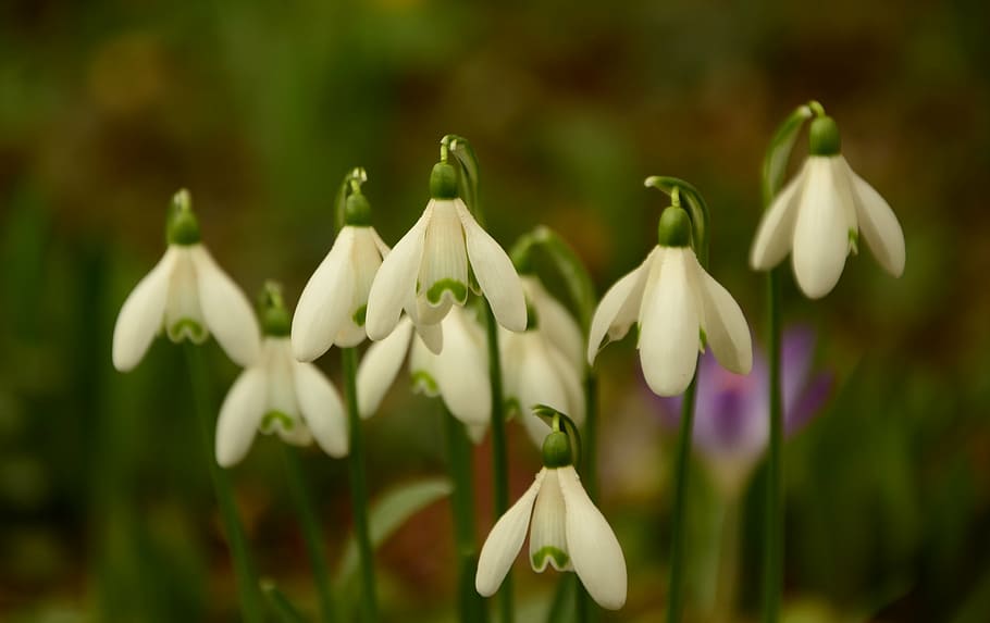 selective, focus photography, white, snowdrop flowers, snowdrop, signs of spring, spring, frühlingsblüher, garden, floral