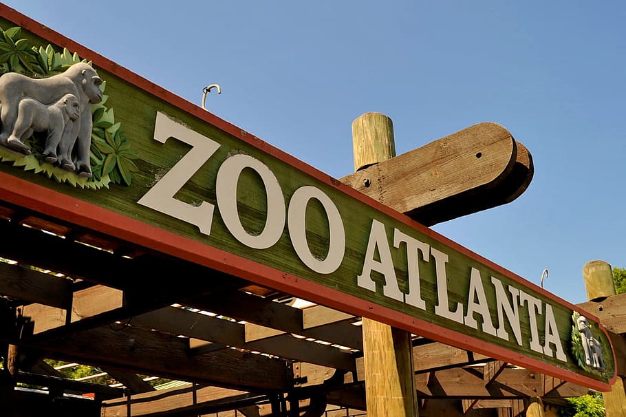 zoo atlanta, zoo, atlanta, wildlife, animal, nature, wild, mammal, natural, park
