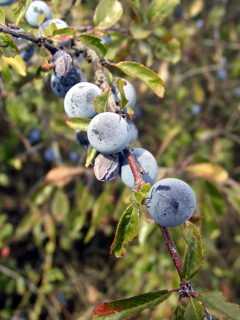 Bush, Blackthorn, Sour, autumn, blue, fetus, vitamin, fruit, food and drink, branch