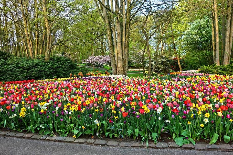 garden flowers, garden, flower garden, flower bed, tulip, daffodil, design, garden architecture, formal garden, de keukenhof