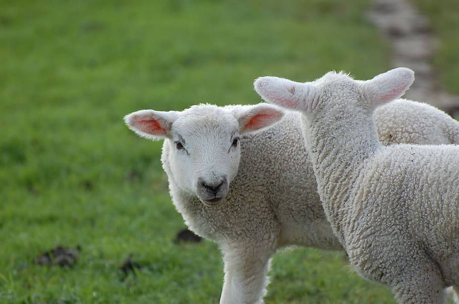 two, white, sheep kid, daytime, sheep, kid, passover, schäfchen, animal child, lamb