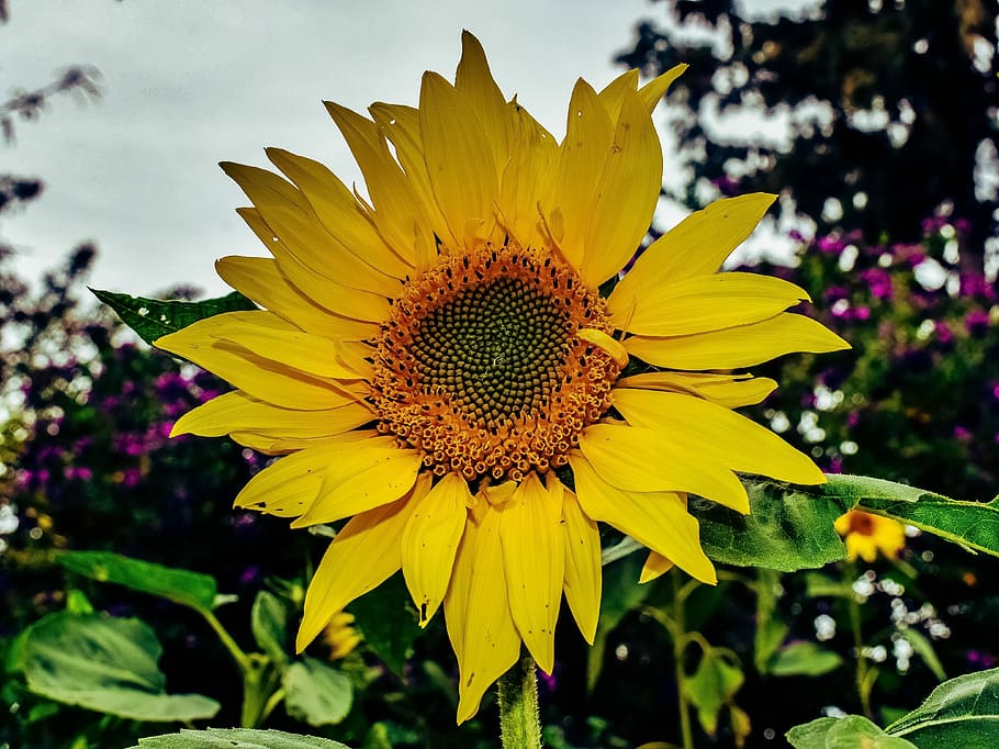 Подсолнух весной. Симметрия в природе подсолнух. Sunflower.