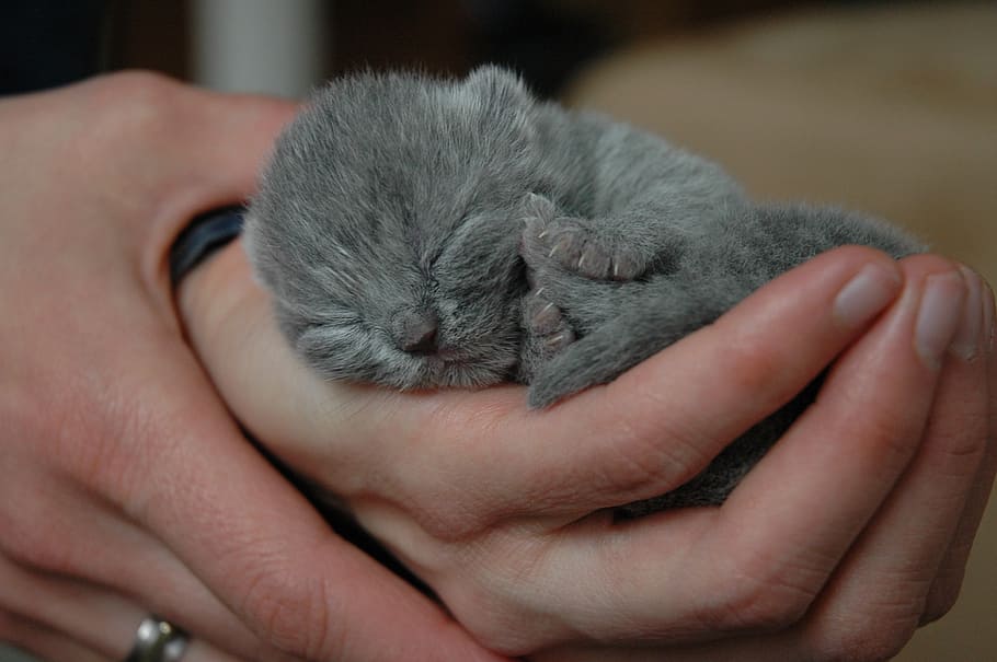 gray animal, cat, kitten, cats, hangover, british shorthair, newborn, animal, mammal, pet