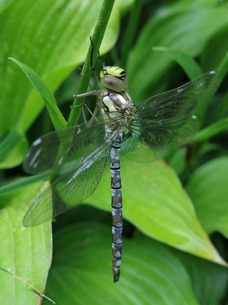 precious dragonfly, blue-green mosaic bridesmaid, aeshna cyanea, plant part, leaf, insect, invertebrate, animals in the wild, animal wildlife, green color