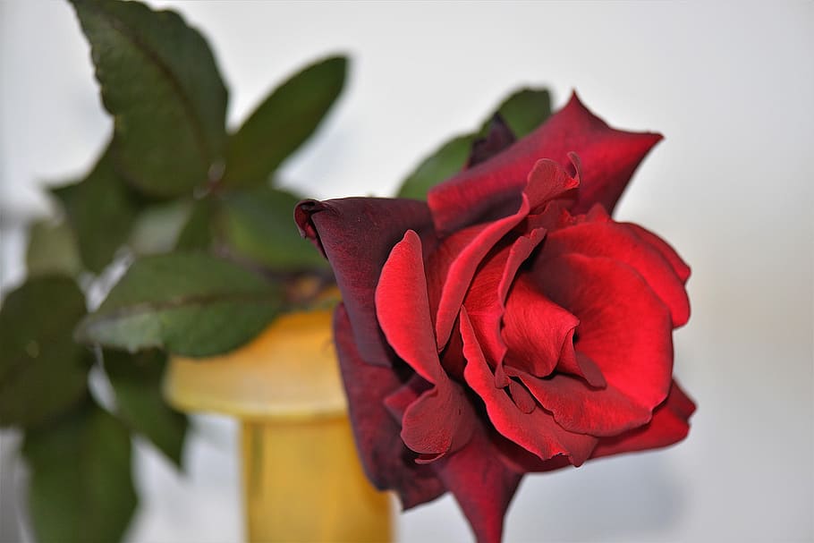 red, rose, brown, vase centerpiece, closeup, photography, blossom, bloom, rose bloom, fragrance
