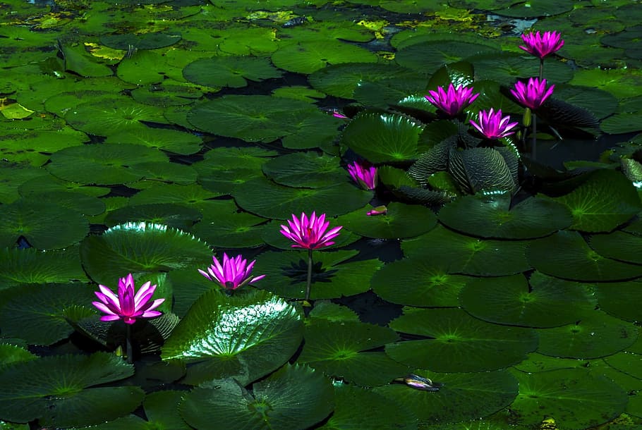 waterlilies, purple, lotus flower, water lily, plant, aquatic, floral, exotic, blooming, natural