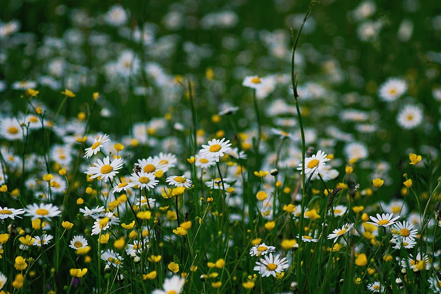 selective, focus photography, daisy flower field, nature, daisies, flowers, yellow, white, green, meadow
