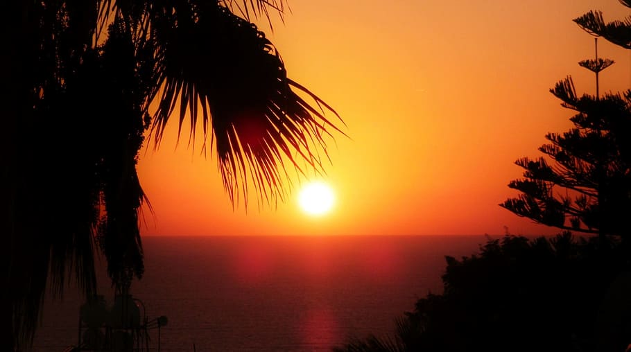 palmeras, puesta de sol, chipre, resplandor crepuscular, romance, estado de ánimo, árbol, cielo, silueta, agua