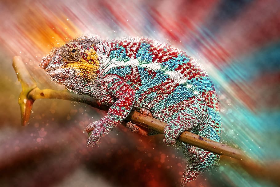 red, teal chameleon, animals, reptile, schuppenkriechtier, pantherchamäleon, madagascar, rain forest, creature, colorful