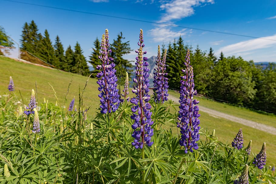 alm, mountain, forest, lupins, purple, green, landscape, relax, clouds, alpine meadow