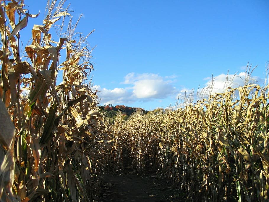 vía, campo de maíz, maíz, laberinto, otoño, tallo, cosecha, granja, rural, agricultura