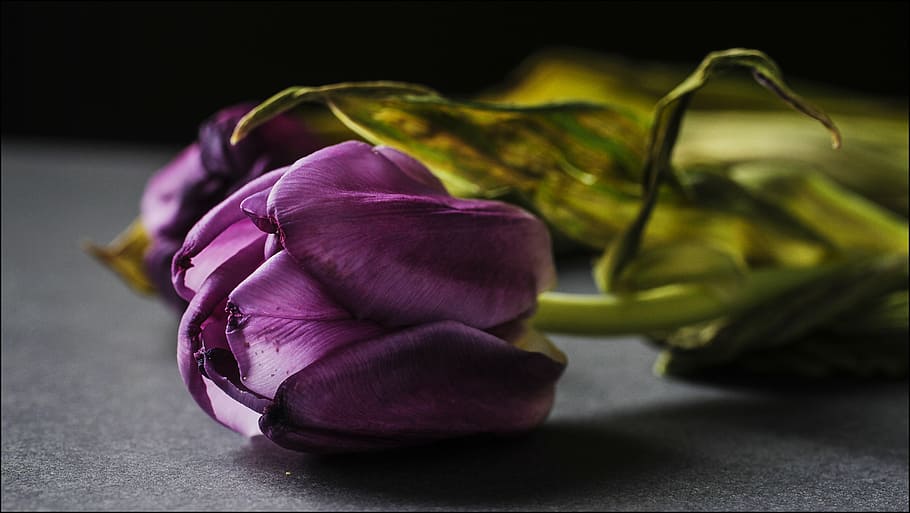 flower, tulip, red flower, flowers, plant, overblown, still life, purple, freshness, studio shot