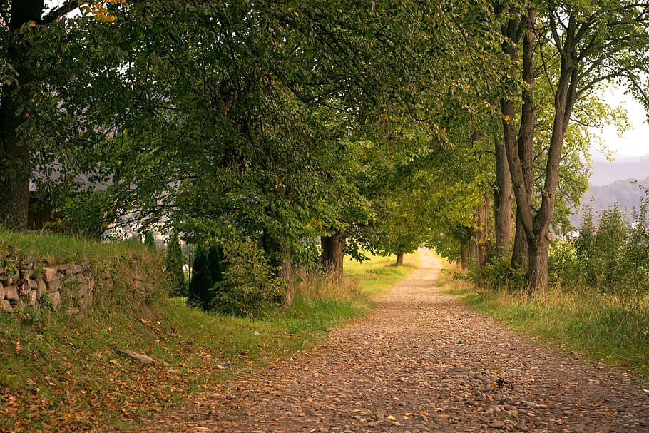 landscape, green, trees, way, alley, dirt road, tree, old wall, foliage, september