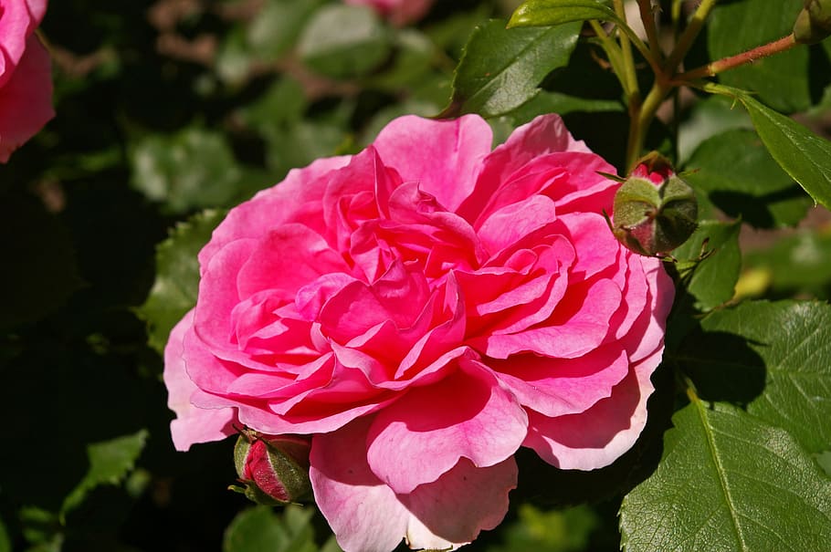 rosa, rosa rosa, rosa perfumada, jardim de rosas, flor, rosa do jardim, rosa aberta, rosa inglesa, jardim, cama