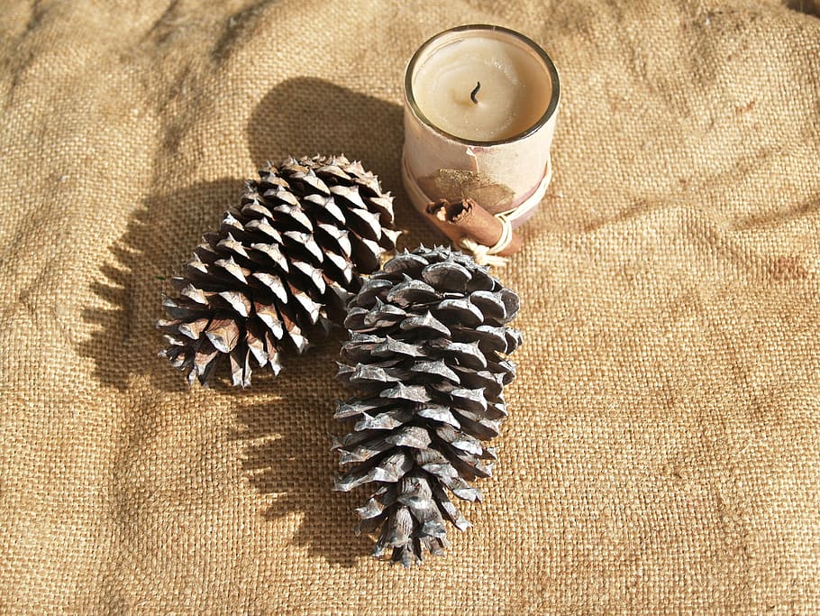 pine cone, pine cones, candle, rough, prickly, hessian, rustic, decoration, food and drink, drink