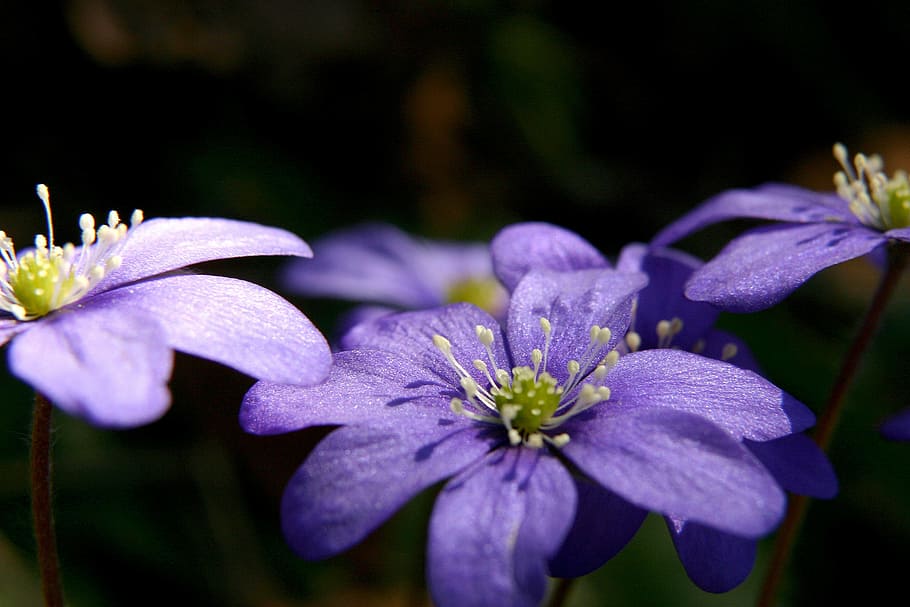 blue anemone, spring, flower, spring flower, winter, our winter, blue, sip, flowering plant, plant