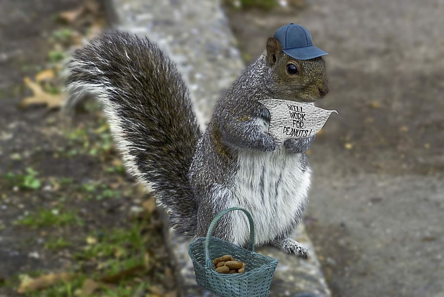 gray, holding, note, standing, road, curb, Squirrel, Composite, Animal, whimsy